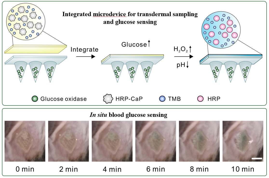 Biomaterials-En.jpg Biomaterials-En.jpg