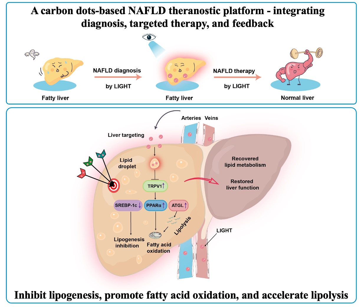 VC NAFLD Eng.jpg