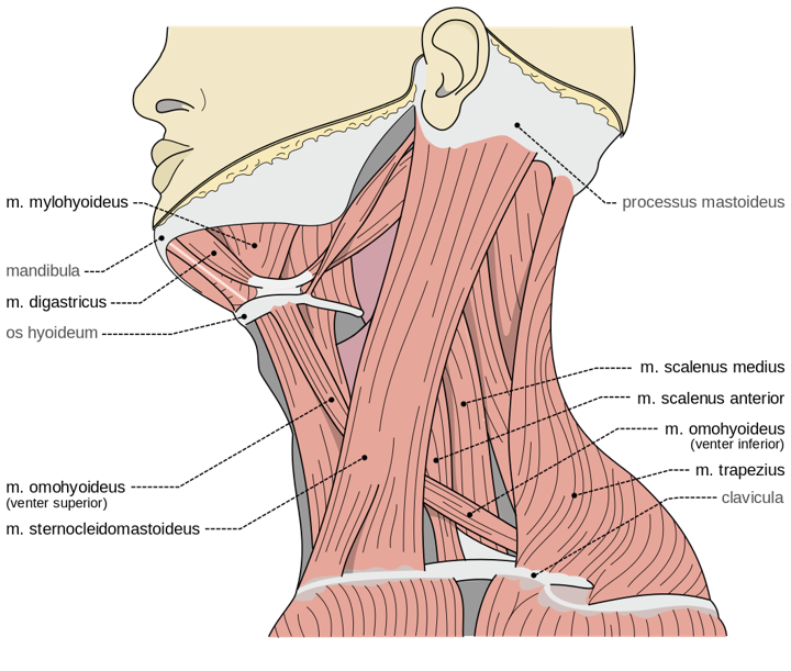 real_neck.png