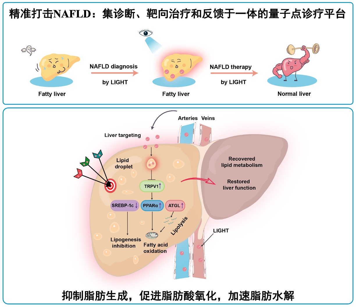 VC NAFLD Chinese.jpg